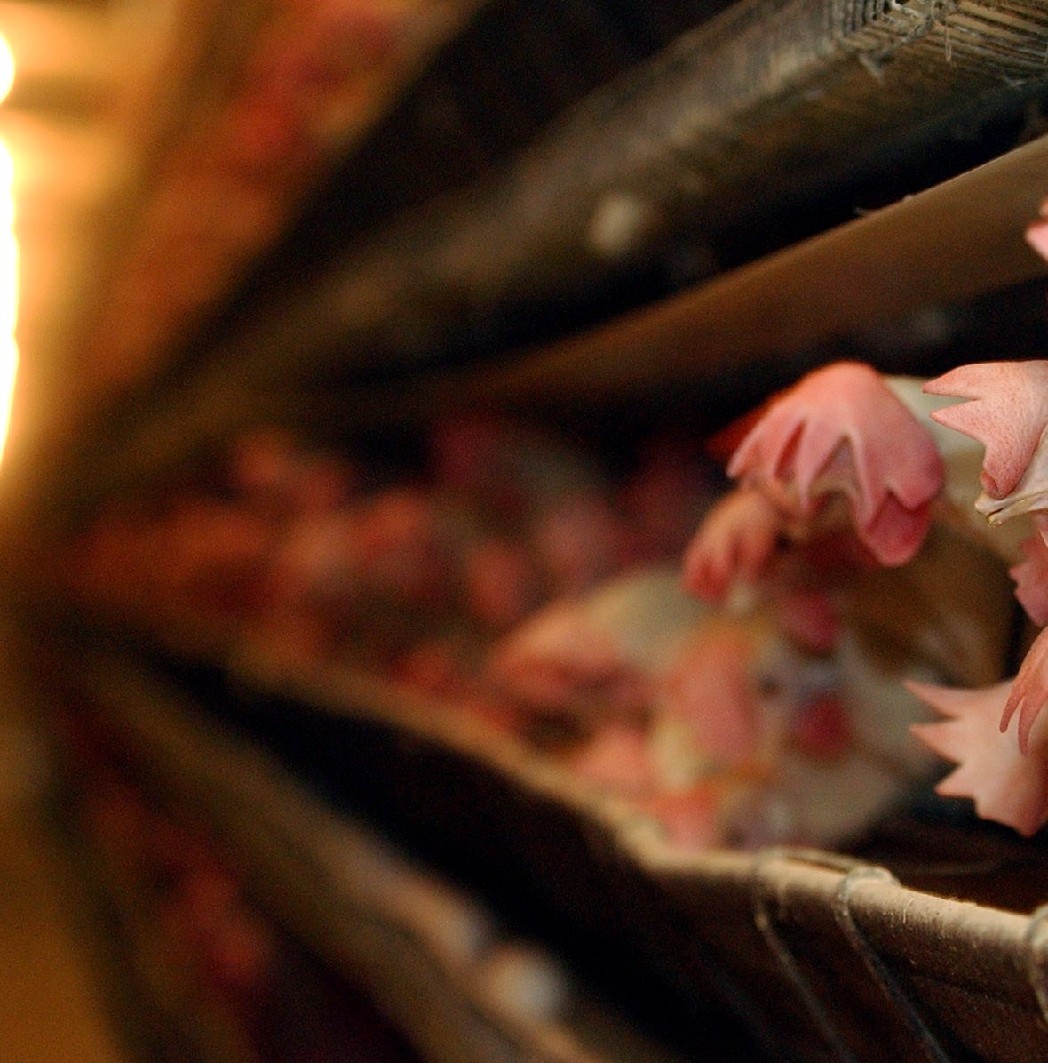 One state’s desperate new plan to fix its egg shortage
