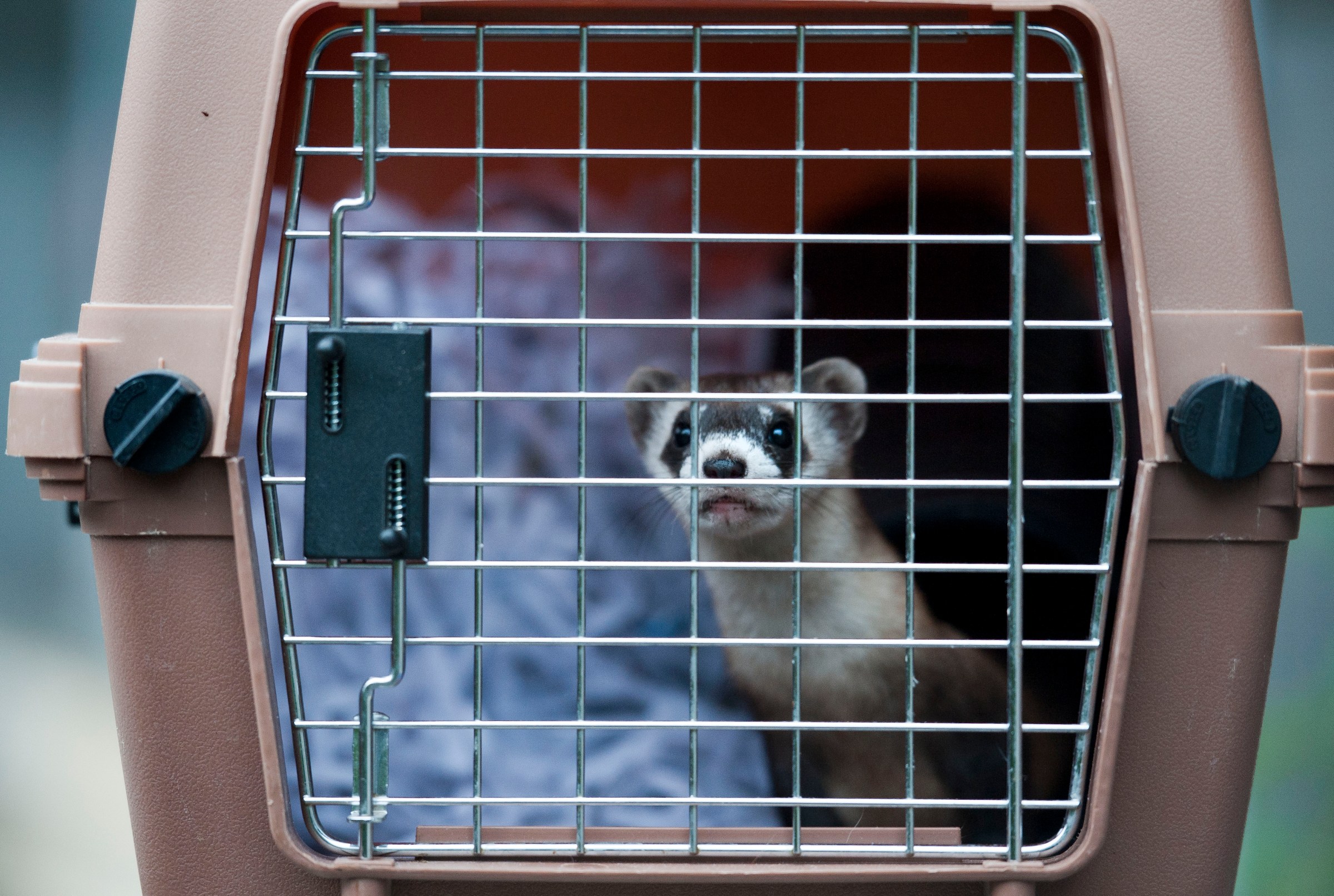 This animal is on the edge of extinction. Trump just fired the people trying to save it.