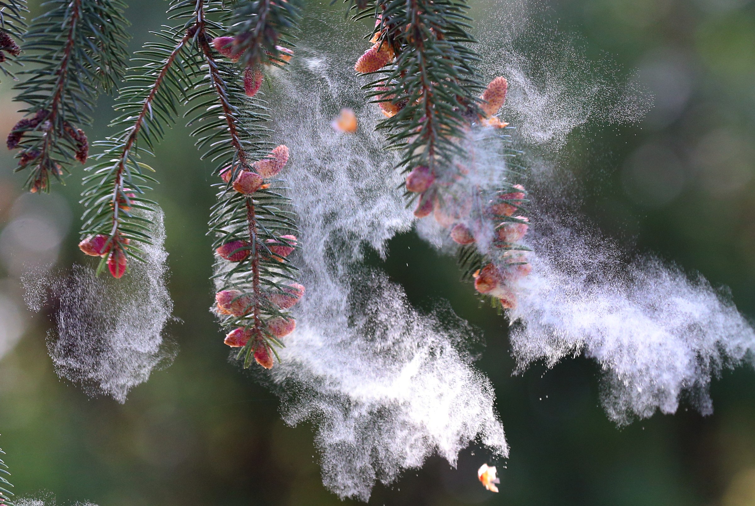 Yes, your allergies are getting worse