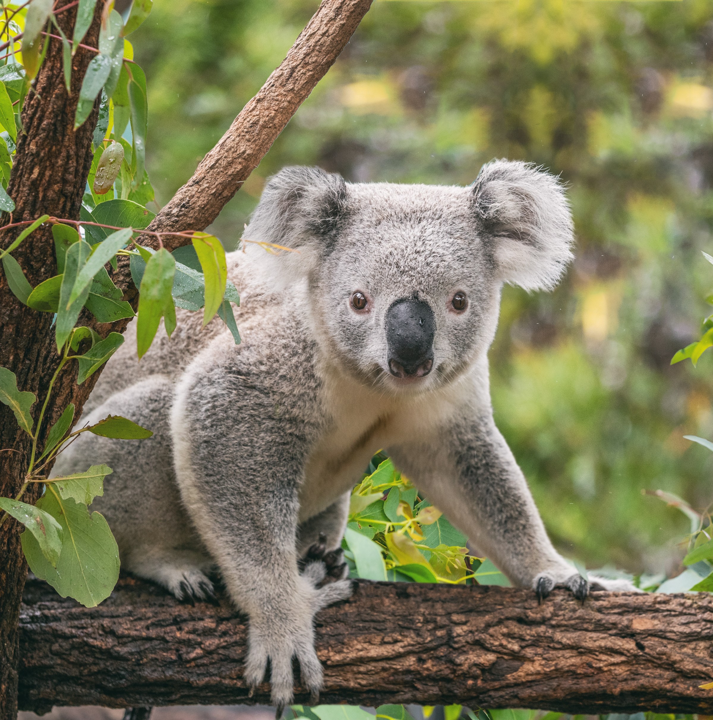 The startling reason Australia is shooting koalas out of trees from helicopters