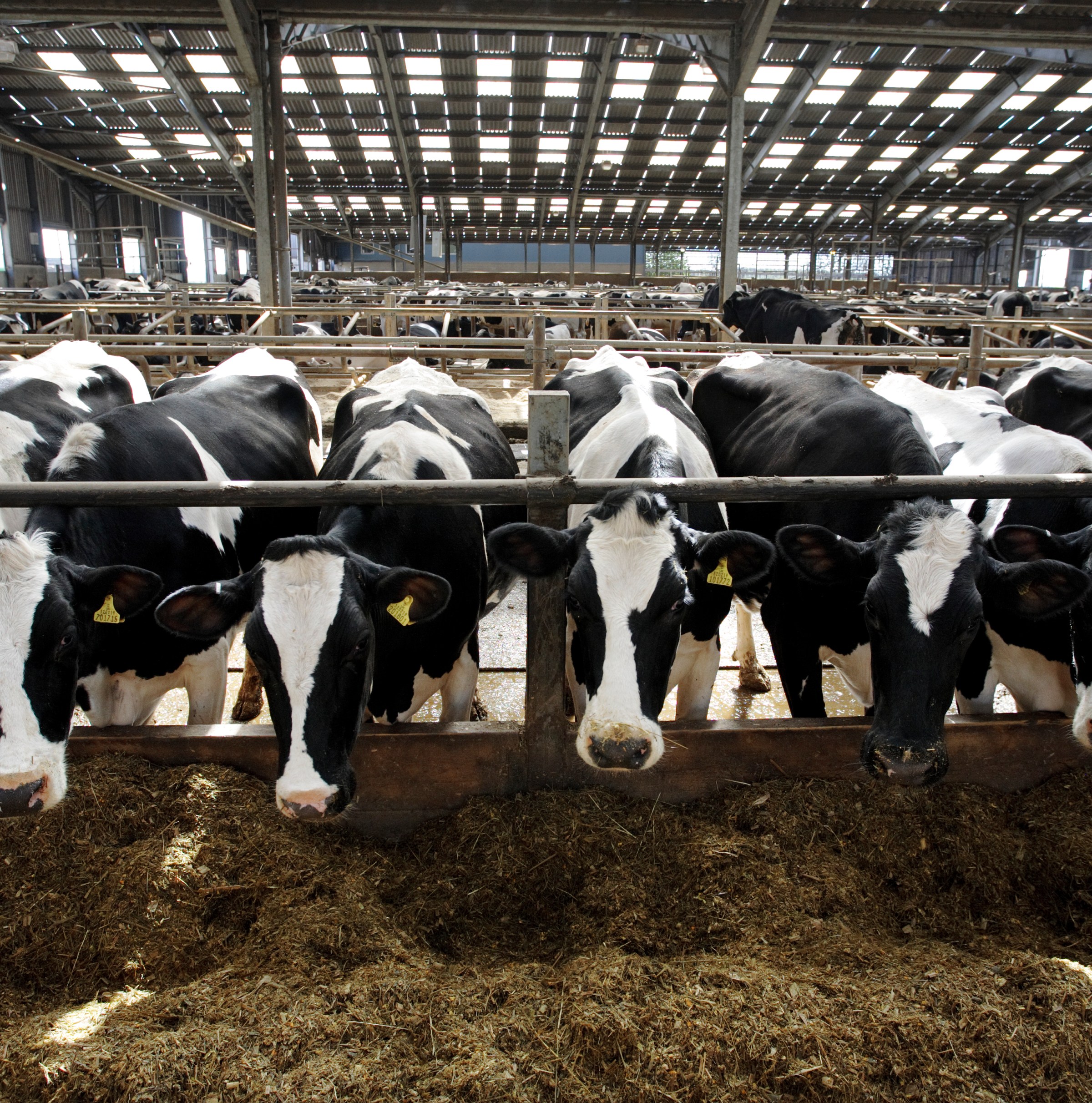 Americans are drinking more cow’s milk. Here’s why that’s a problem.