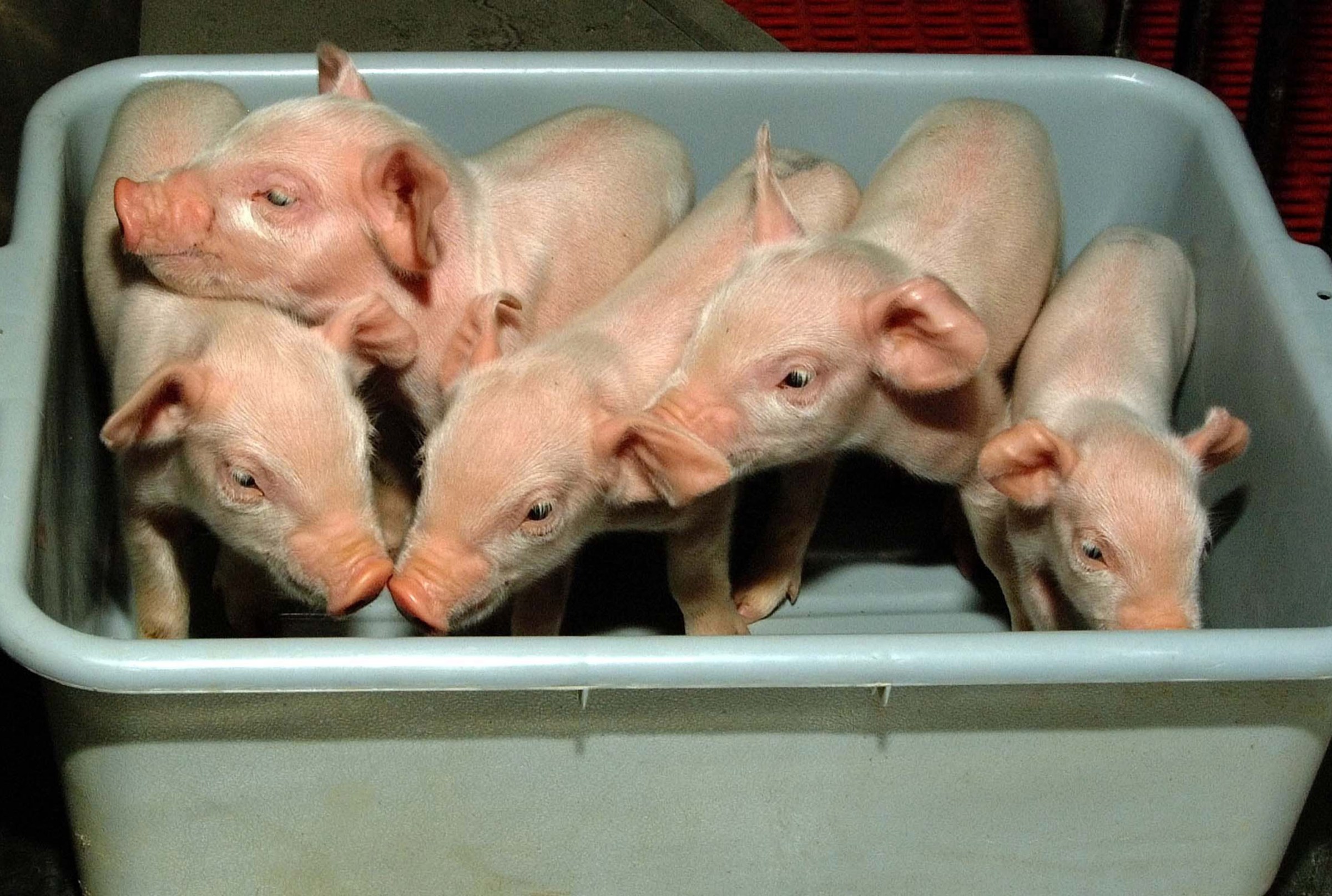 Should we put pig organs in humans? We asked an ethicist.