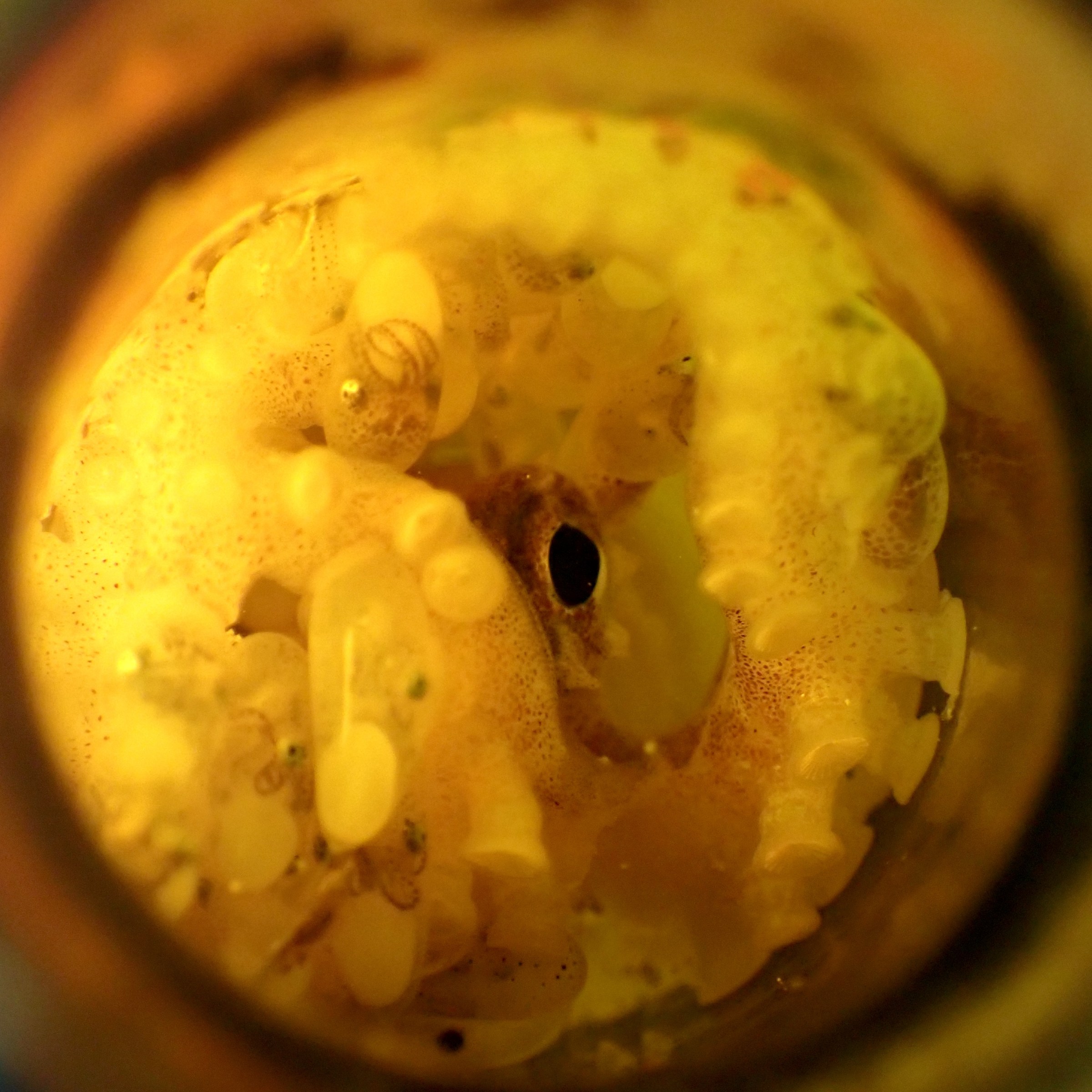 A marine biologist discovered something incredible in a beer bottle on the seafloor