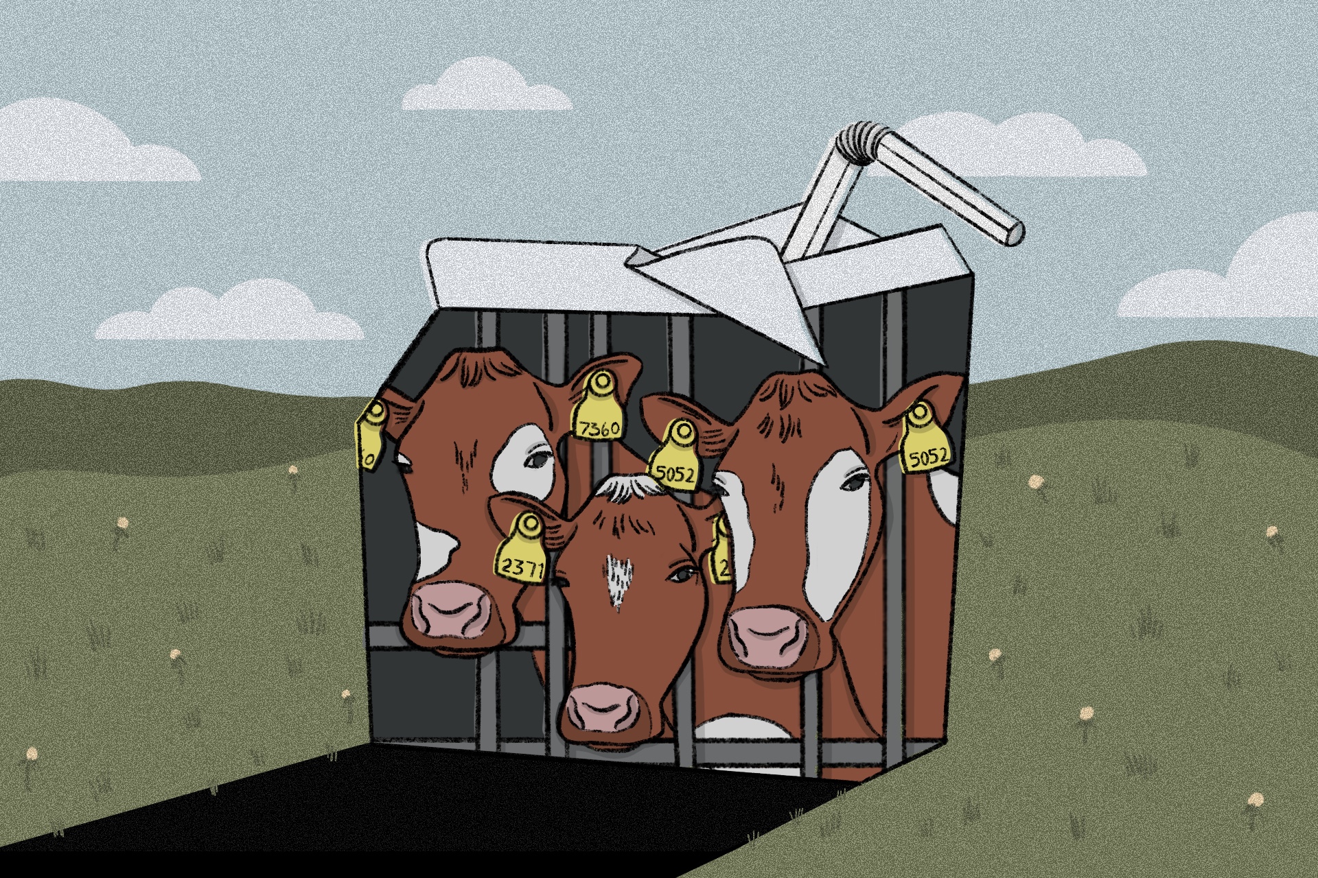 The life of a dairy cow