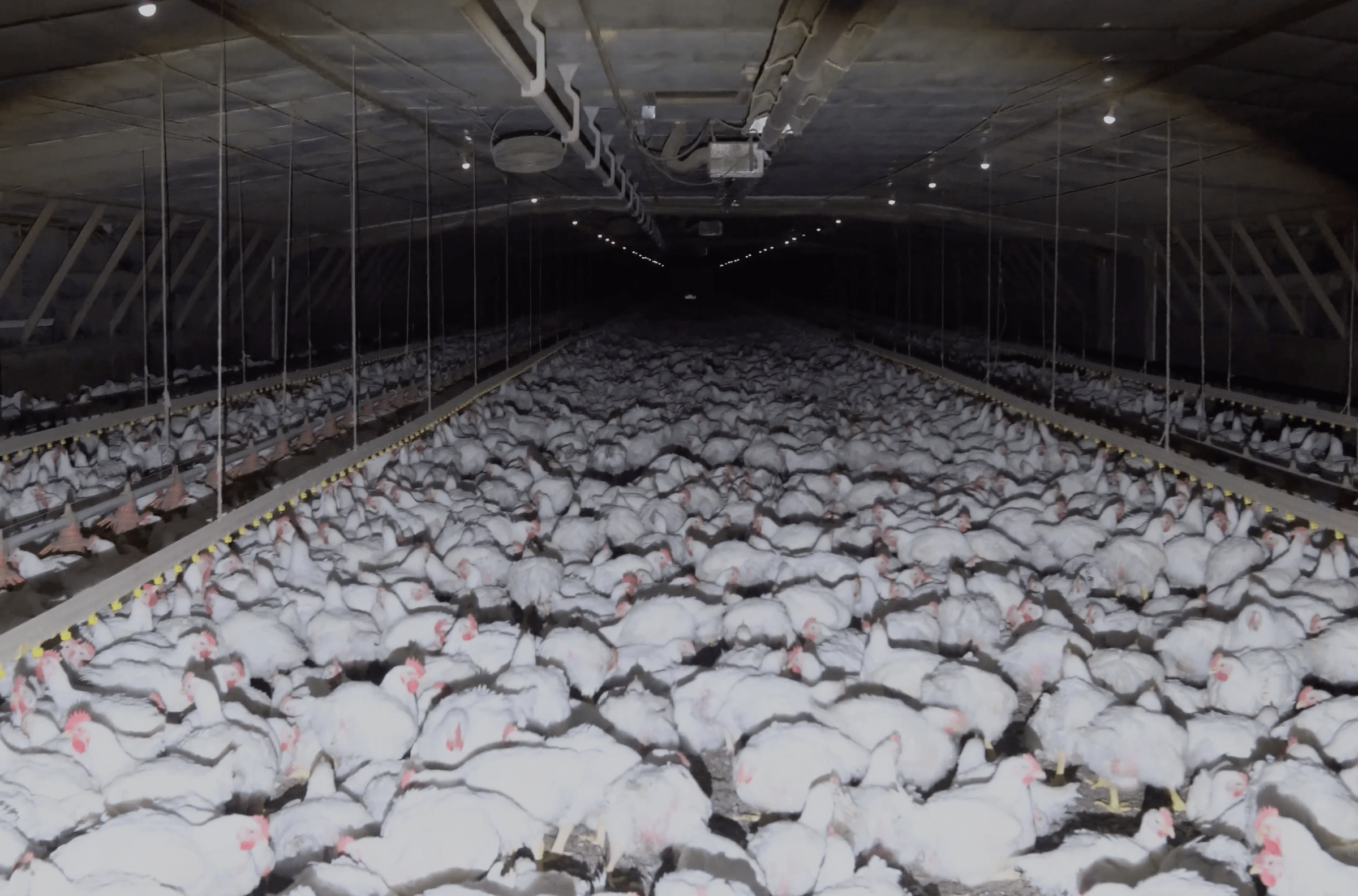 This little-known company is a major funder of right-wing politics. You’ve probably eaten their chicken.